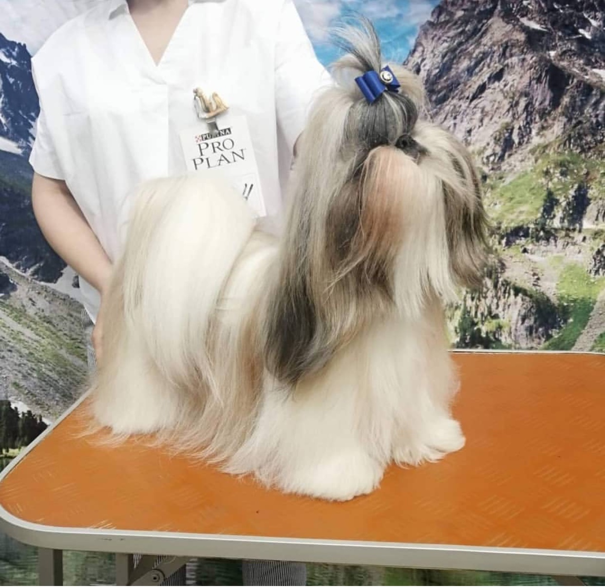 A Shih Tzu with long fur standing on top of the grooming table