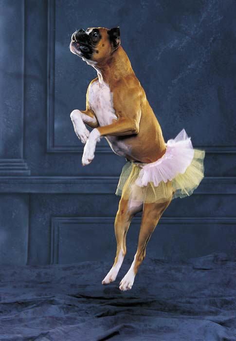 Boxer dog dancing while wearing a yellow and pink tutu