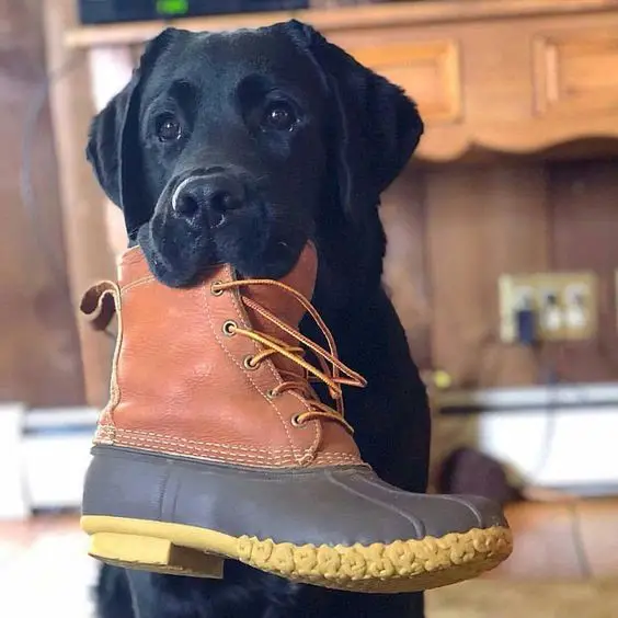 black Labrador Retriever with a shoe in its mouth