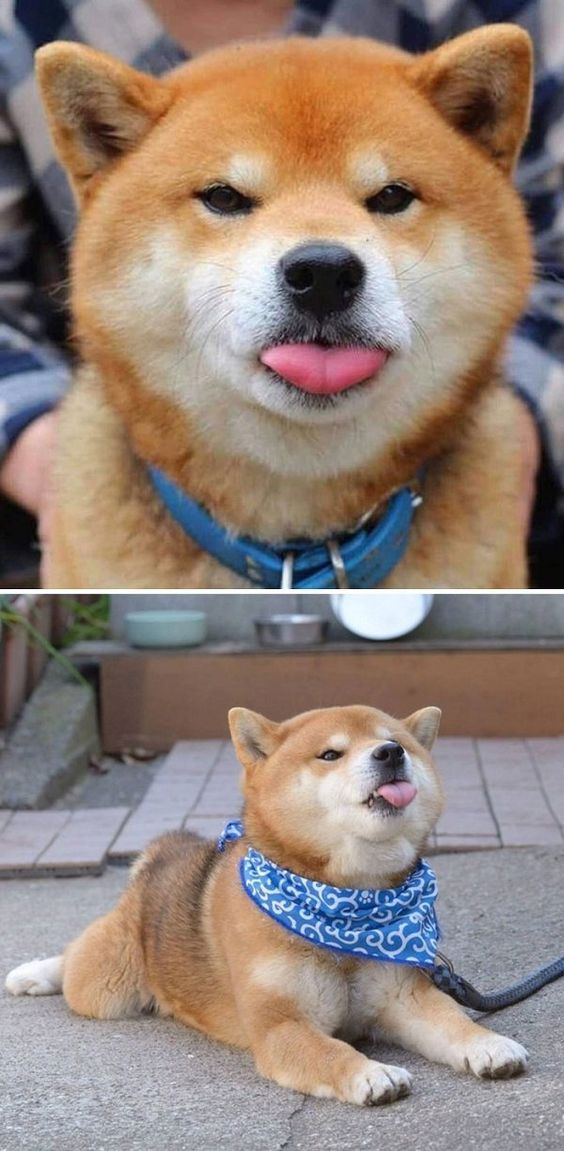 collage photo of Shiba Inu sticking its tongue out