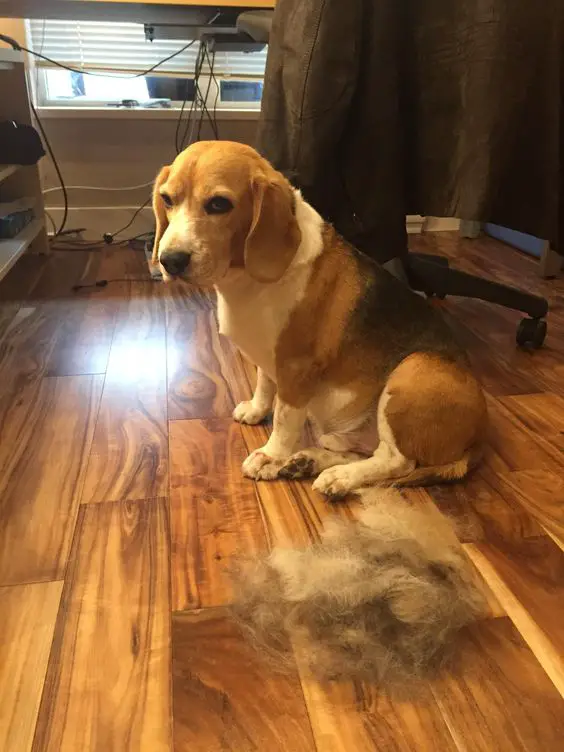 Beagle sitting on the floor beside its pile of shredded hair