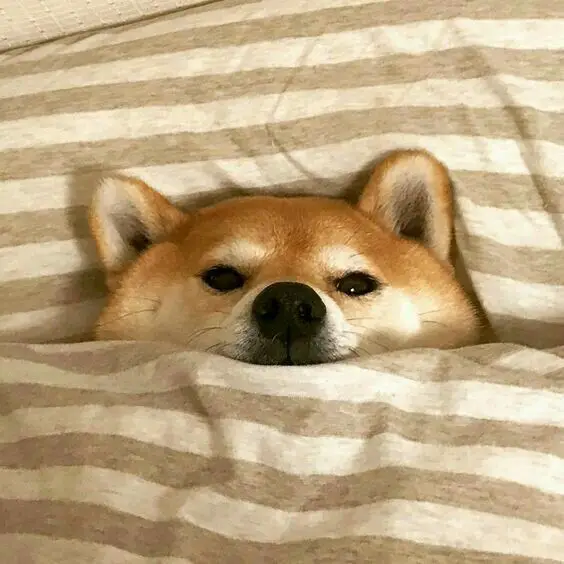 Shiba Inus dog snuggled up in blanket on the bed