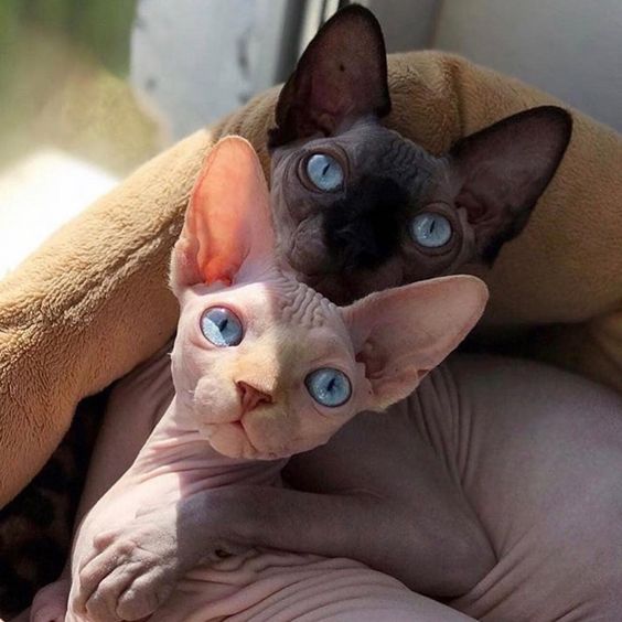 two Sphynx Cats snuggled in their bed 
