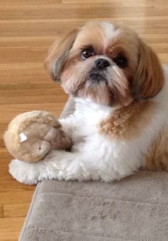 Shih Tzu lying on the couch with its stuffed toy