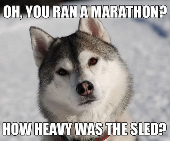 photo of a husky tilting staring while tilting its head outdoors in snow with text - Oh, you ran a marathon? How heavy was the sled?