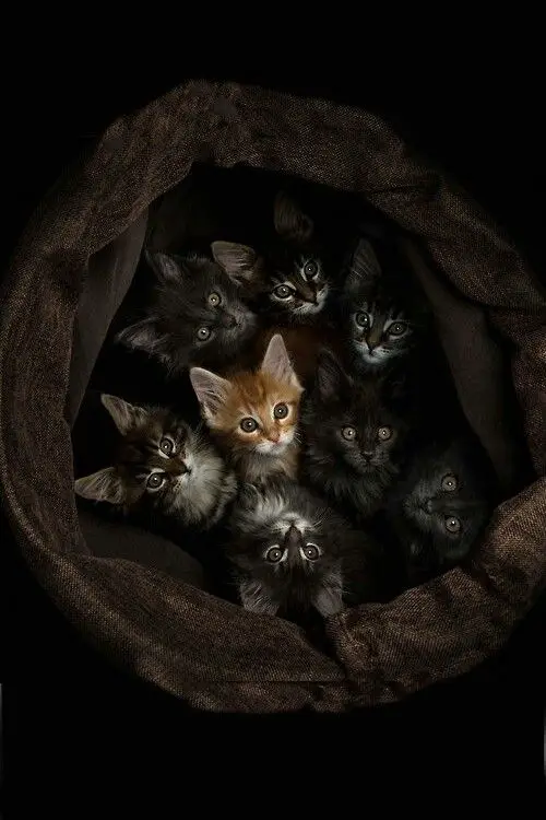 Maine Coon kittens inside a fabric basket