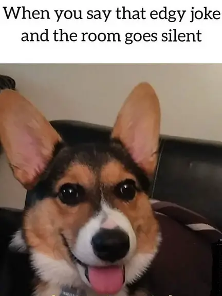 A Corgi lying on the couch while smiling with its tongue out with caption- When you say that edgy joke and the room goes silent