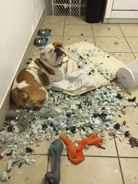  English Bulldog destroyed his stuffed toy
