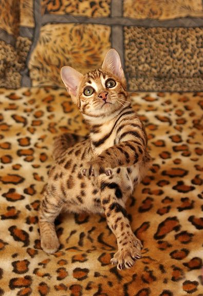 A Bengal Cat standing on top of a bed with leopard print