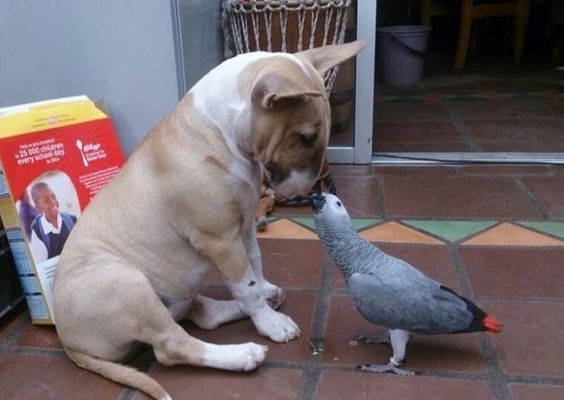 English Bull Terrier sitting on the floor with a bird