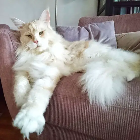 14 Facts You Didn’t Know About Maine Coon Cats – Page 3 – The Paws