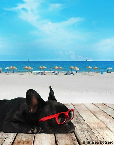 A French Bulldog lying on wooden floor at the beach