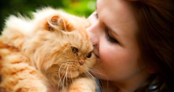 girl kissing the forehead of a Persian Cat
