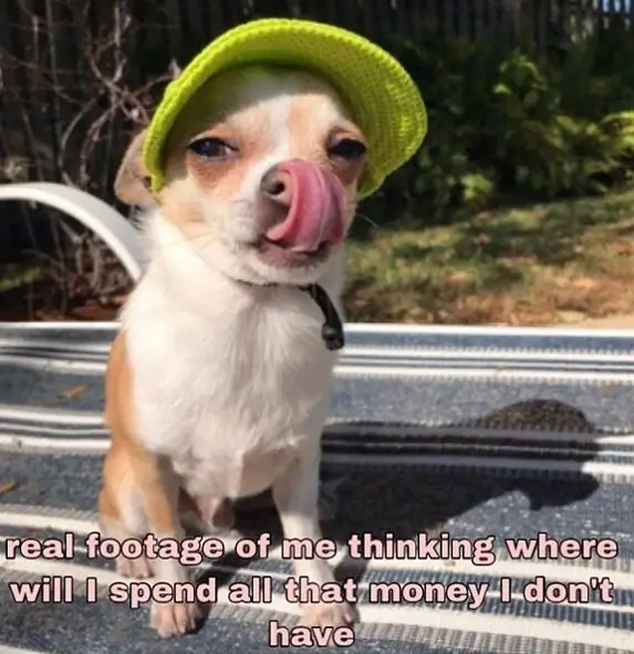 photo of a Chihuahua wearing a green hat while licking its nose photo with a text 