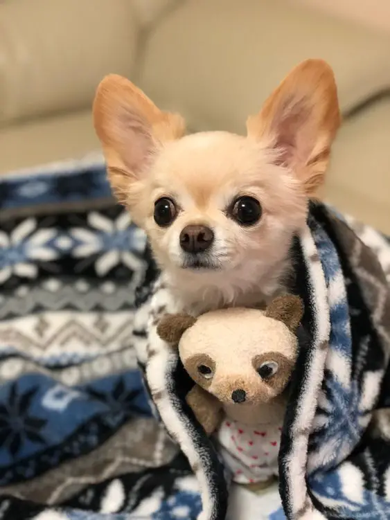 Chihuahua wrapped in blanket with its teddy bear