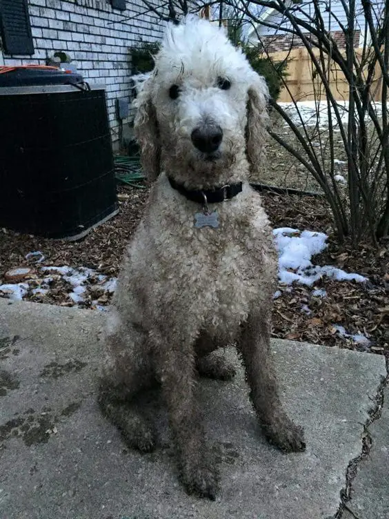 dirty Poodle sitting on the concrete pathway