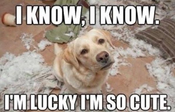 a yellow labrador sitting on the floor with feather fillers around them and with text - I know, I know, I'm lucky I'm so cute.