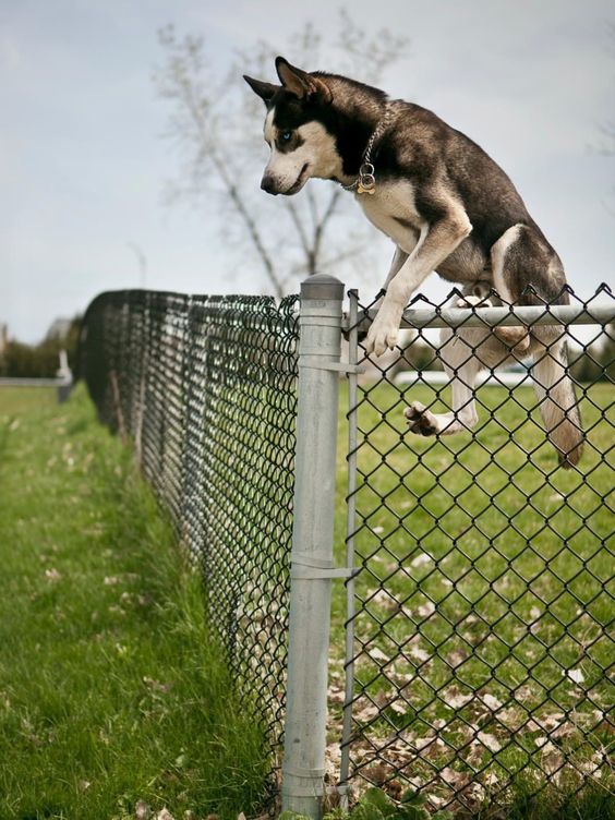 A Husky jumping over the fence