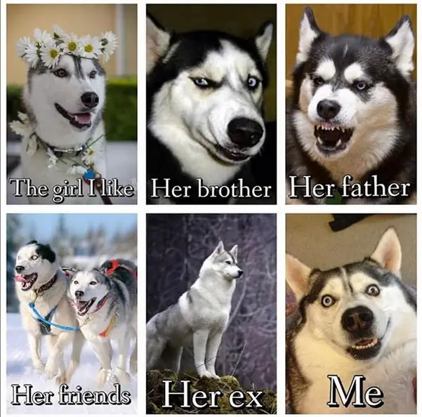 photo of a husky wearing flower crown and with text - the girl I like, smirking husky - her brother, angry husky - her father, two running huskies - her friends, beautiful husky- her ex, a goofy husky - Me