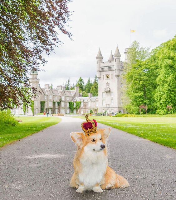 Corgi wearing a crown while sitting on the concrete pathway going to the castle