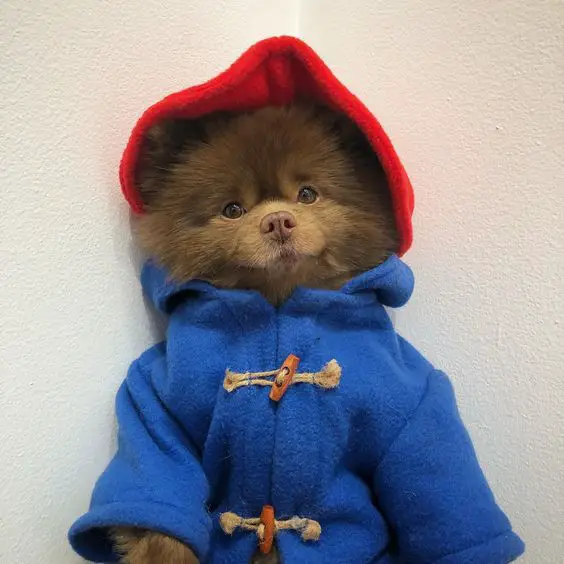 Pomeranian wearing a blue sweater with a red hoodie