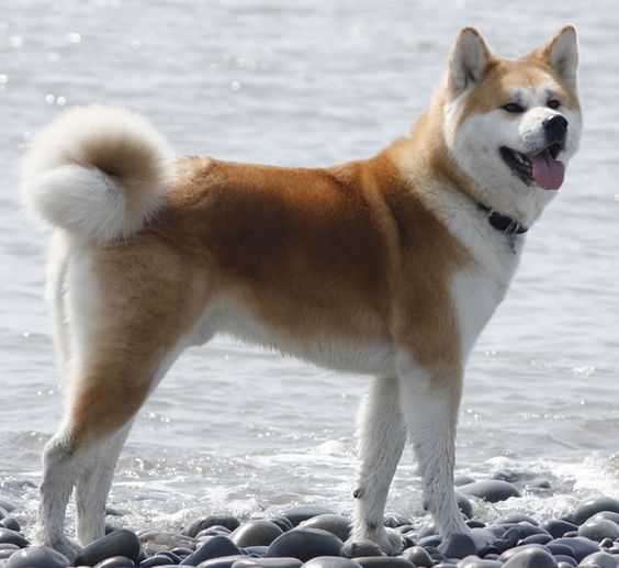 An Akita Inu standing on the stone by the beach