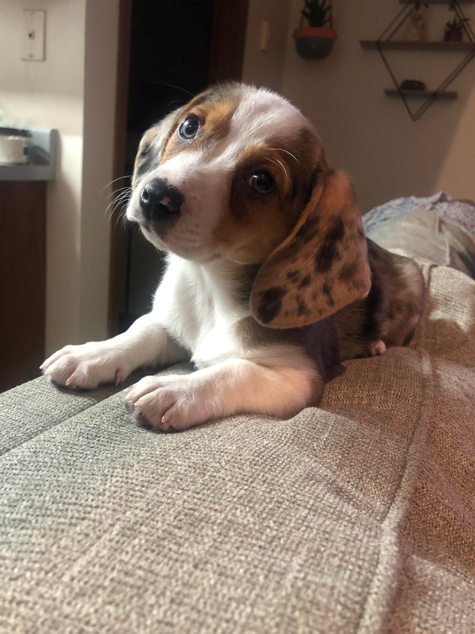 A Basset Shepherd puppy lying on the back of the couch while tilting its head