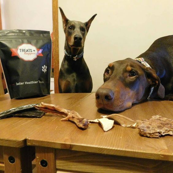 Doderman in front of the treats on the table with their begging faces