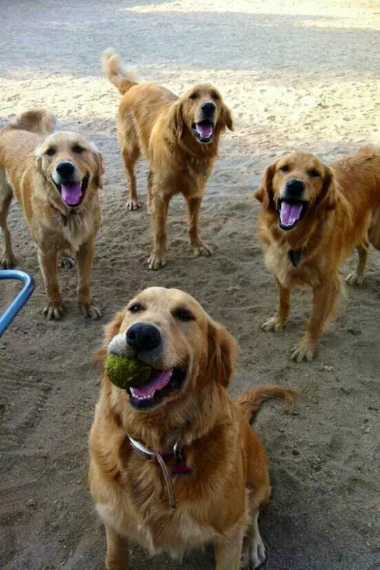 four happy Golden Retriever standing in the sand while one in the front is holding a tennis ball with its mouth
