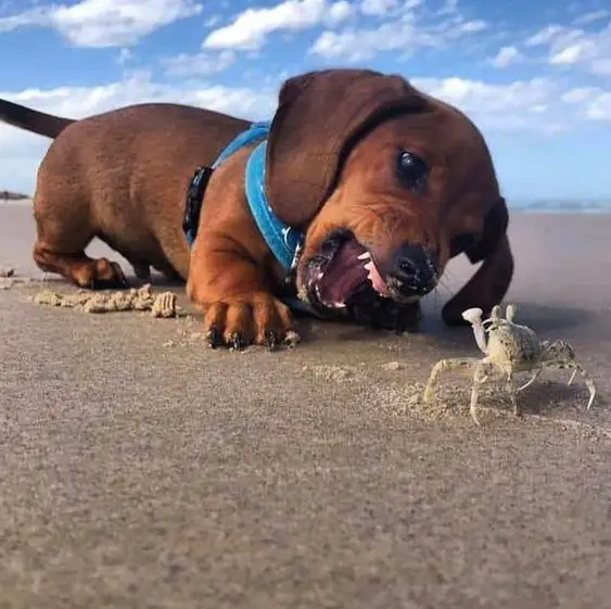 Dachshund lying down in the sand while getting angry at the crab