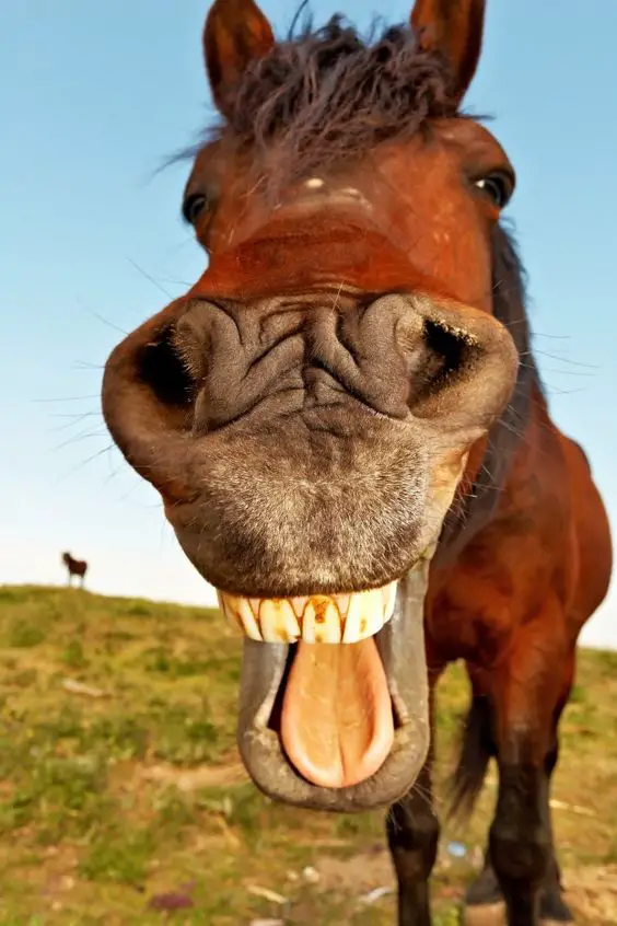 close up face of a smiling horse