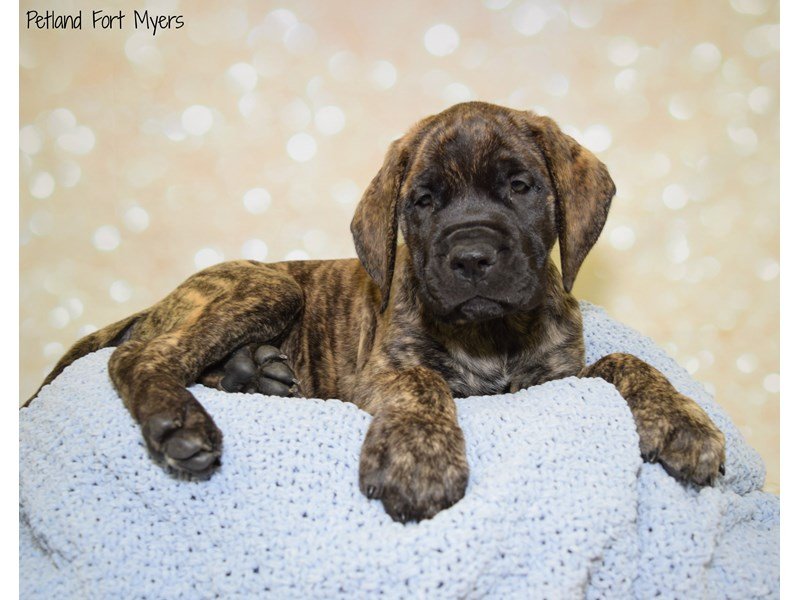 Gentle Giant Mastiff puppy lying on top of a blanket in a defocused lights background