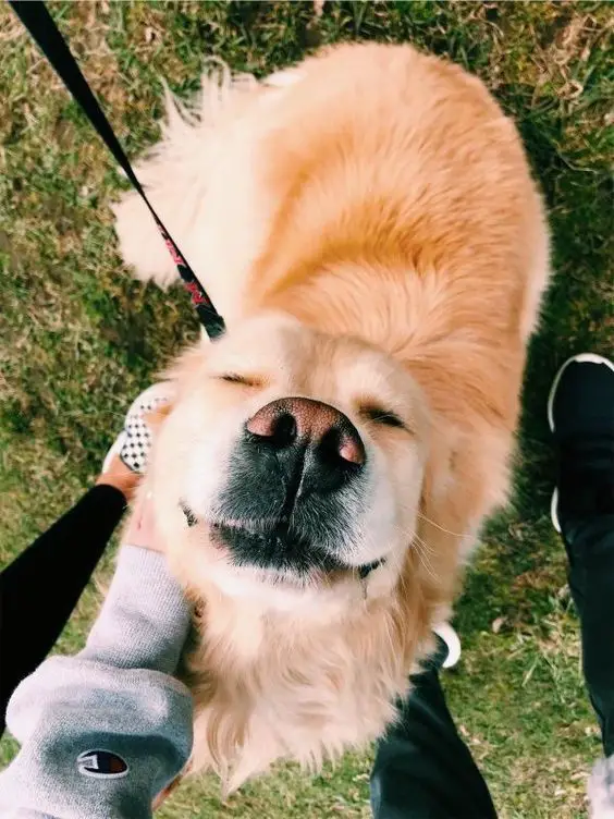 A Golden Retriever sitting on the grass while enjoying the scratch from the person standing in front of him