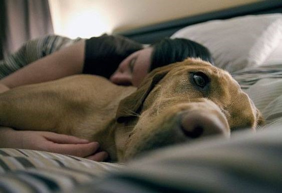 yellow Labrador Retriever on the bed with a human hugging him from behind