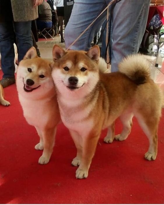 two Shiba Inus smiling beside each other