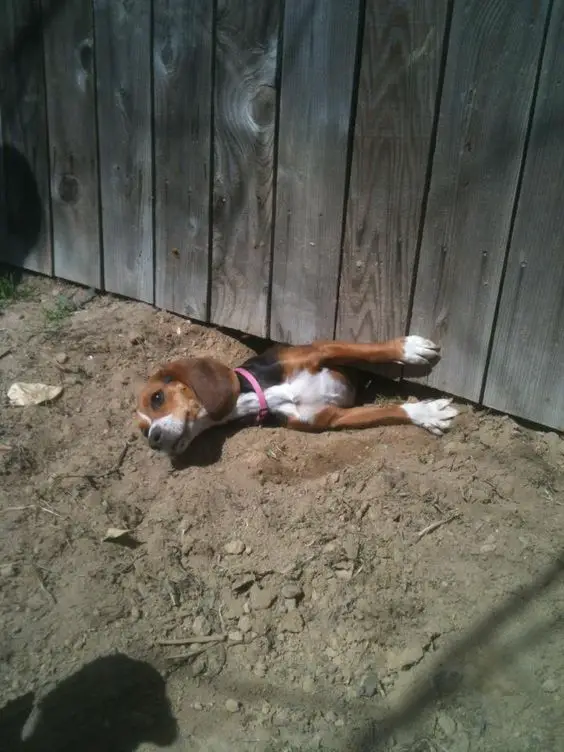 Beagle squeezing its body at the bottom of the wooden fence