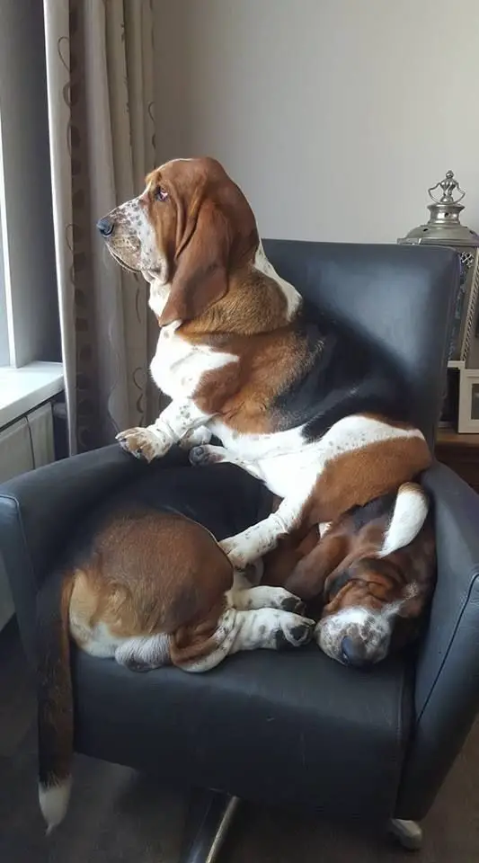 A Basset Hound looking outside the window while sitting on top of the Basset Hound sleeping on the chair