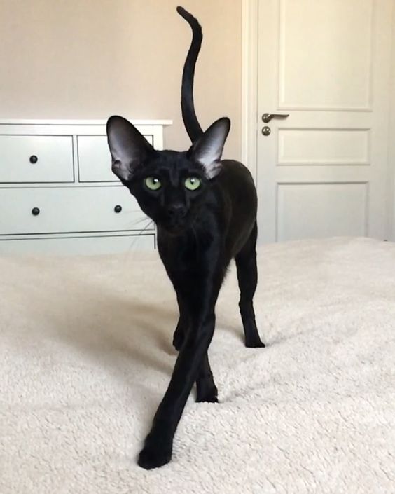 black Sphynx Cat standing on top of the bed