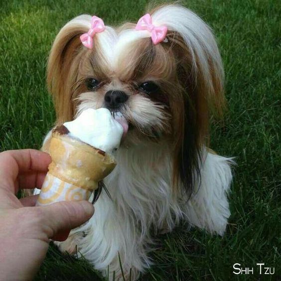 Shih Tzu licking an icecream