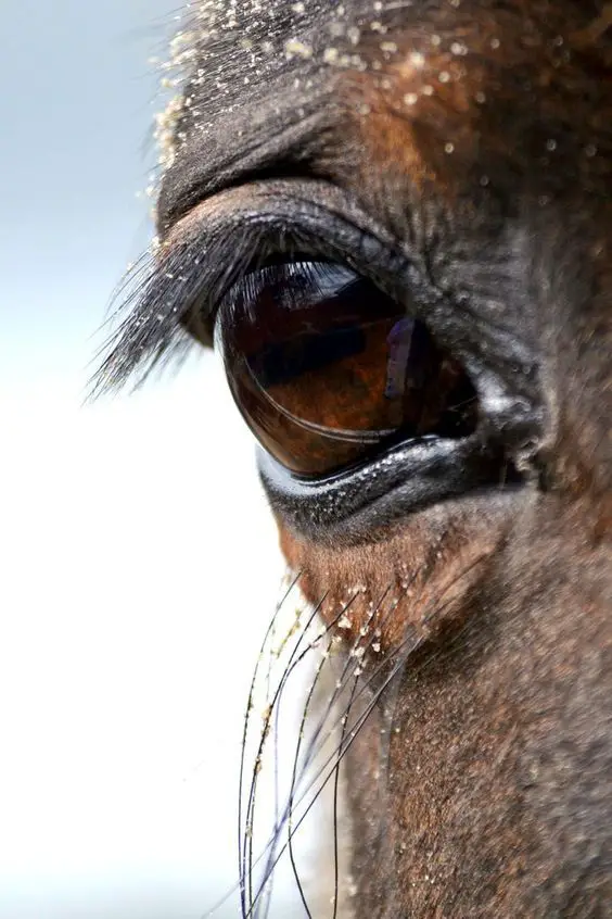 close up picture of the horse's eyes