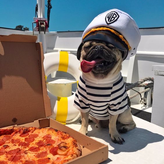Pug in captain with a pizza beside