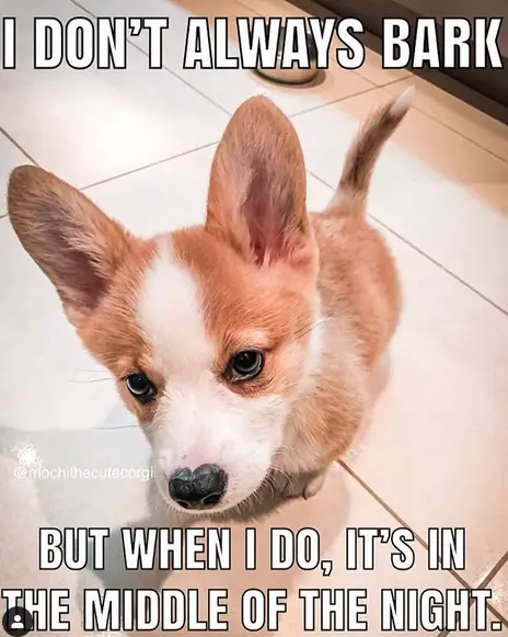 A Corgi puppy sitting on the floor photo with text - I don't always bark but when I do, it's in the middle of the night.