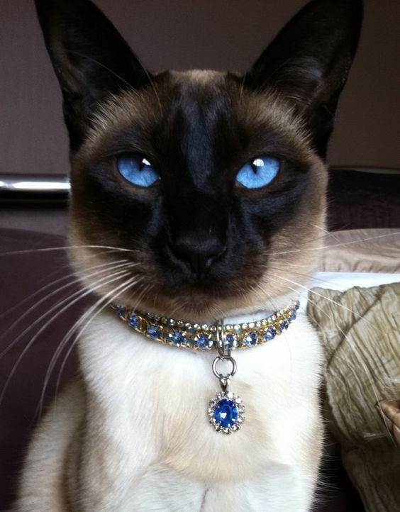 staring Siamese Cat