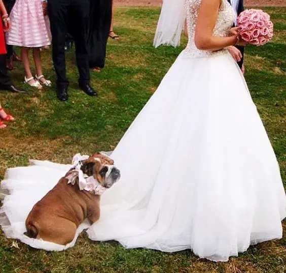  English Bulldog sitting on the bride's wedding gown