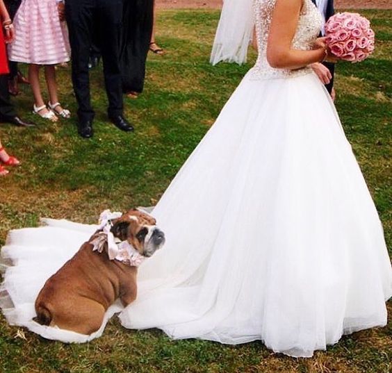 English Bulldog sitting on the bride's wedding gown