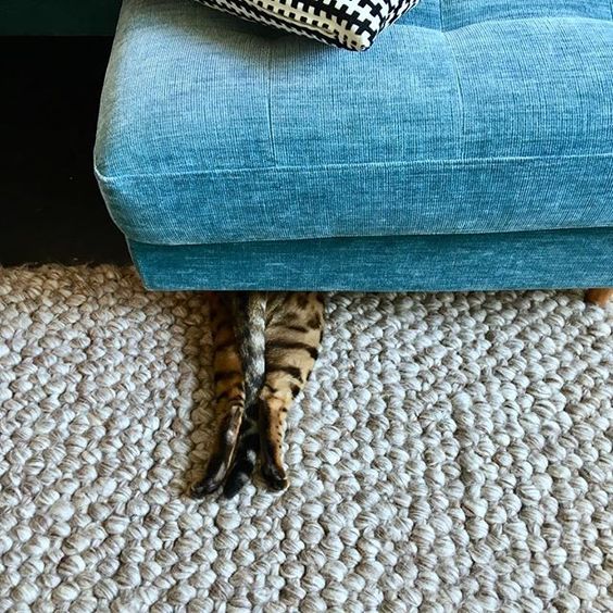 A Bengal Cat lying under the couch with its legs showing outside