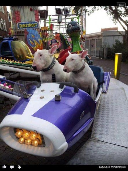 two English Bull Terriers having a ride in the carnival