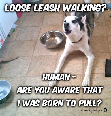 photo of a husky lying on the floor with text - Loose leash walking? human, are you aware that I was born to pull?