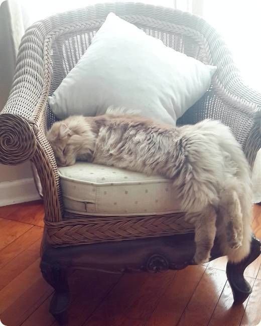 sleeping Maine Coon Cat on a chair