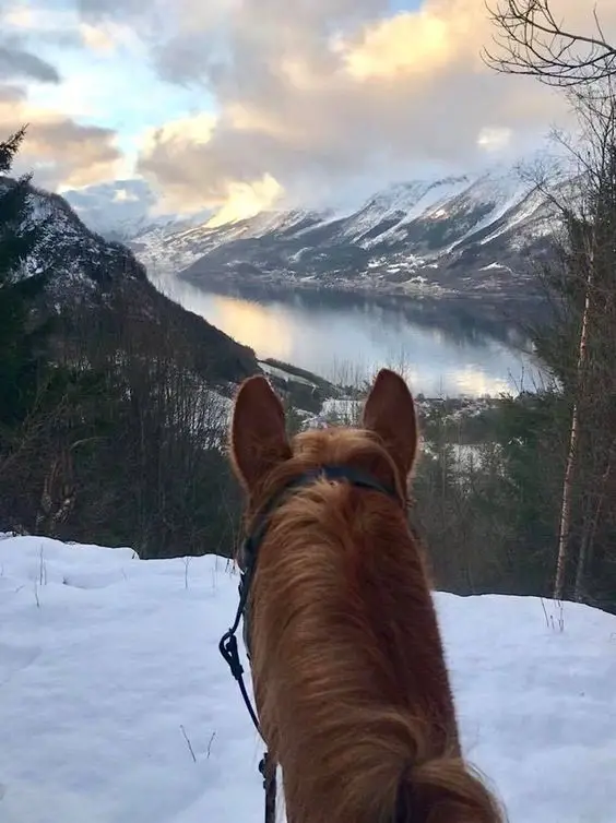 brown horse outdoors in snow looking at the lake